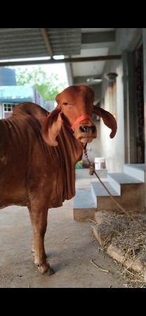 થંબનેલ 2