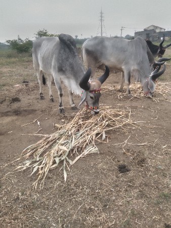 haradiya jababdari ki Bhar Do Deew