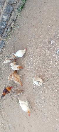 10 મરઘી એક મરઘો વેચવાના છે