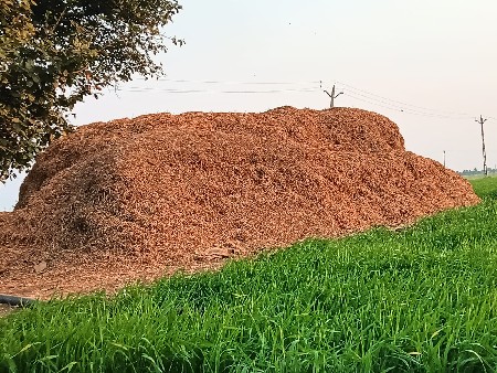 માંડવી નો ભૂકો