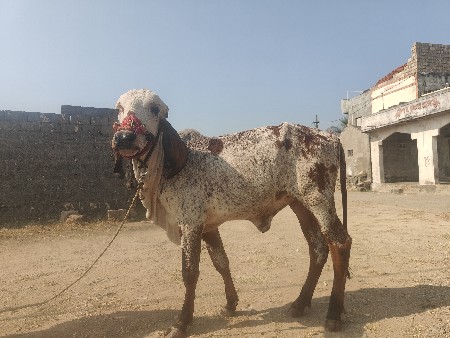 ગીર વાસળી ઓરિજનલ બાદલ ની