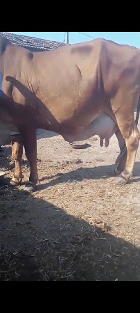 થંબનેલ 3