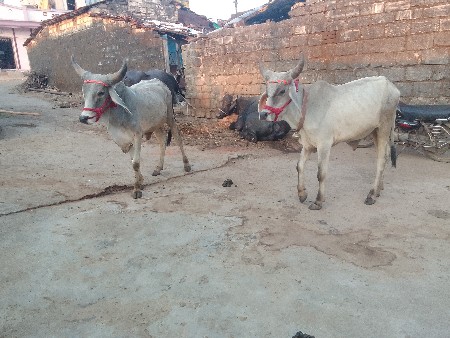 થંબનેલ 3