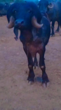 થંબનેલ 3