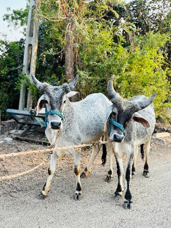 थंबनेल 2