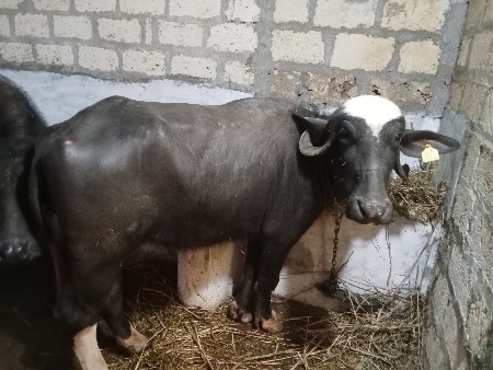 અઢી વર્ષની ખડેલું