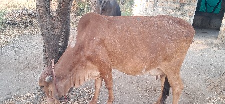દેશી ગીર ગાય બેસવાની સે