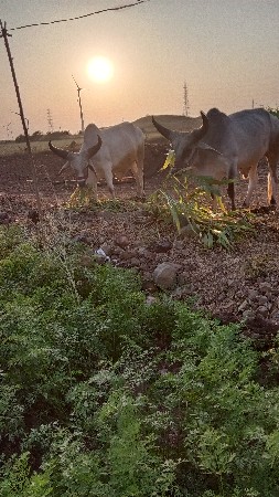 ચાર ચાર દાતે