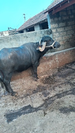 થંબનેલ 3