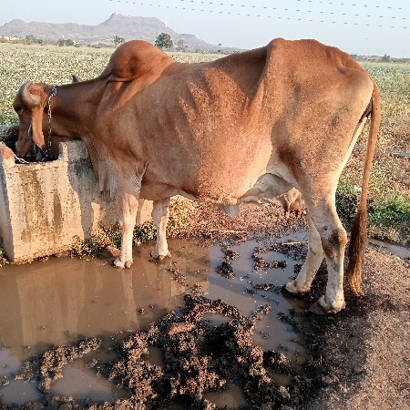 ગીર ગાય વેચવાની છે