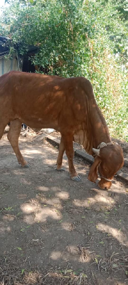 थंबनेल 3