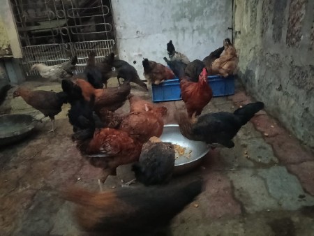 murghyuh vech Vani che