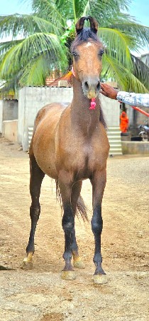 थंबनेल 2