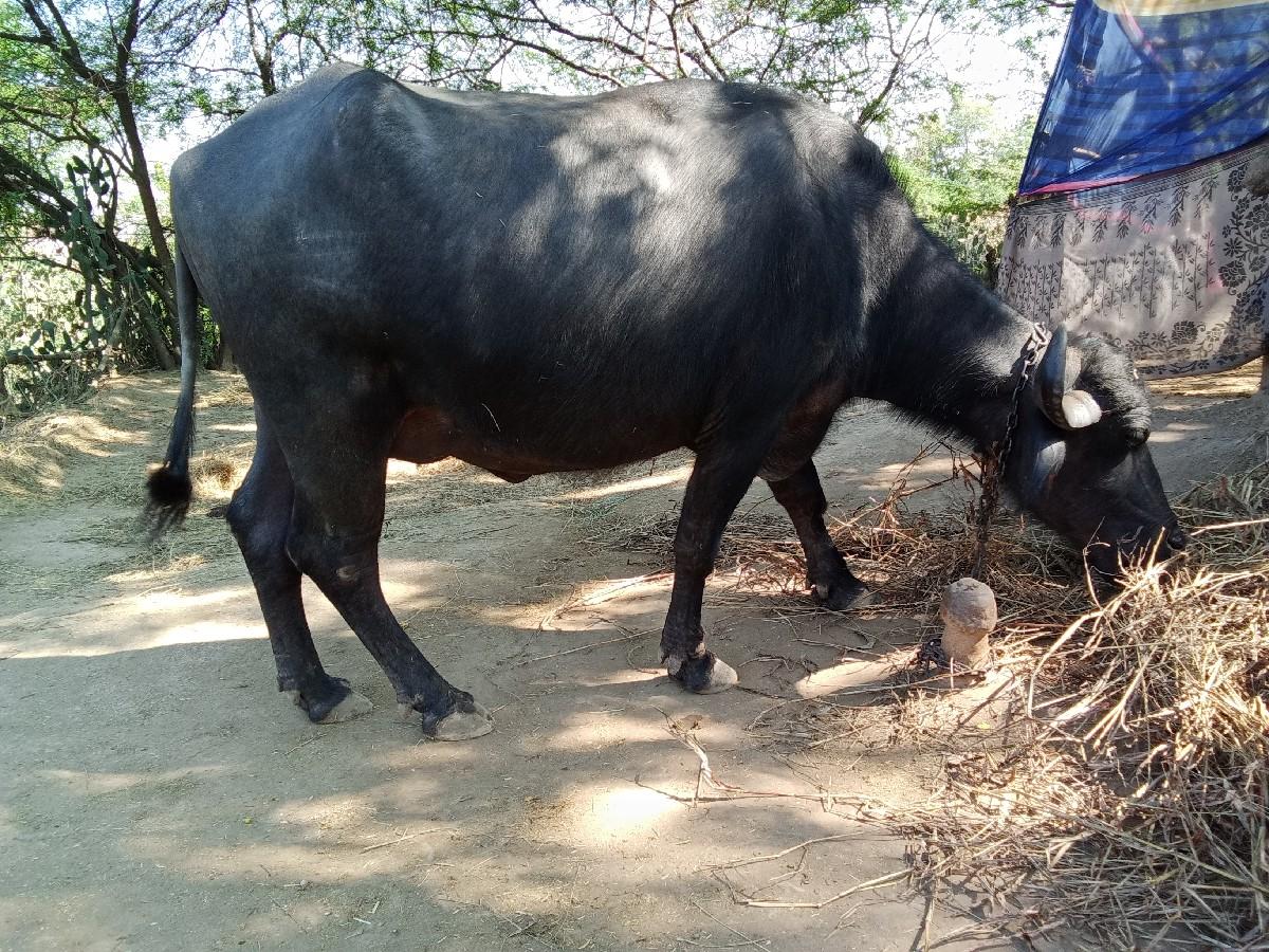 થંબનેલ 2