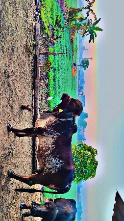 थंबनेल 2