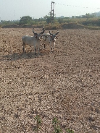 ઘોઢલા વેચવાના છે