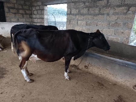 hf gay 3 ju vetar 8 liter dudh6