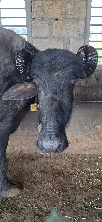 વેચવાની છે