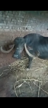 થંબનેલ 2