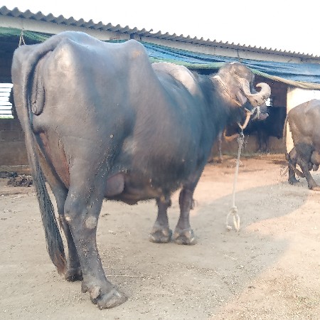 थंबनेल 3