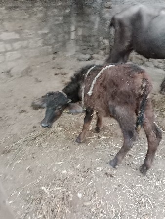 थंबनेल 3