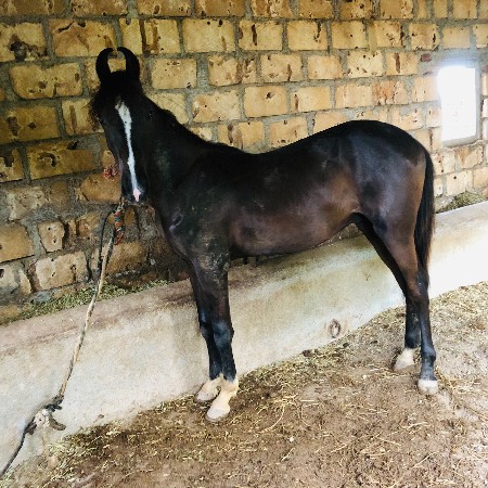 વછેરો છે 18 મયના નો