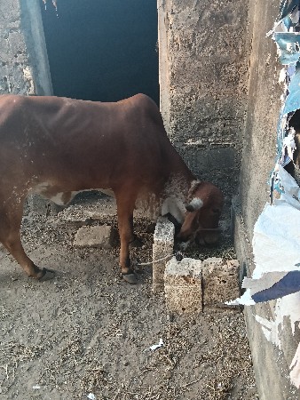 થંબનેલ 2