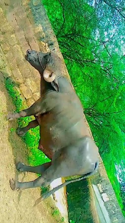 થંબનેલ 3