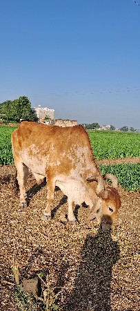 બળદ વેચવાનો છે
