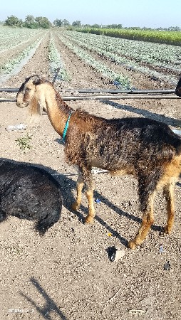 દેવભૂમિ દ્વારકા