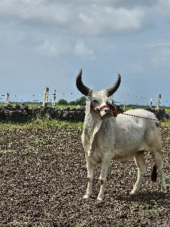 ગોઠલો વેસવા નો‌છે