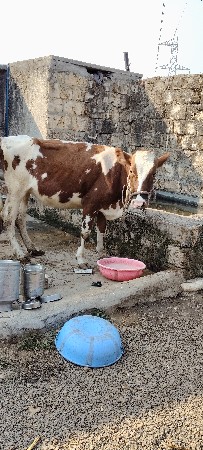 Hf હોડકિ વેચવાનિછે