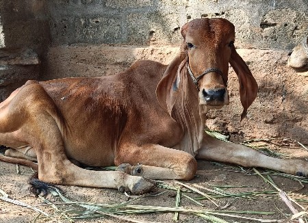 थंबनेल 3