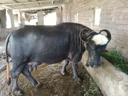 થંબનેલ 3