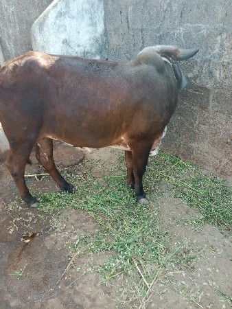 અઢી વર્ષની ઓળખી બેસવાની છે