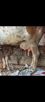 yesvani se 20000 kimat athva