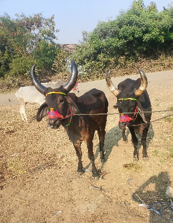 ગોડલા વેચવાના બદલાવાના પણ હોય તો