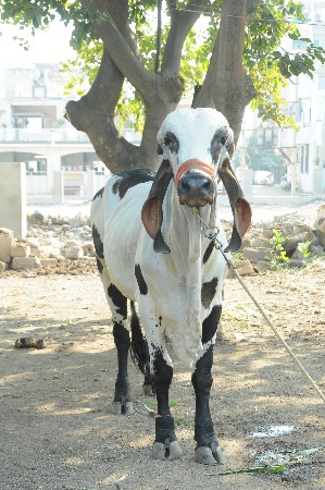 થંબનેલ 3