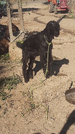 બોકડા વેચવાના છે