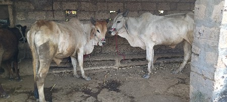 વઢીયારા દેવાના છે