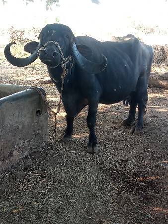 थंबनेल 3