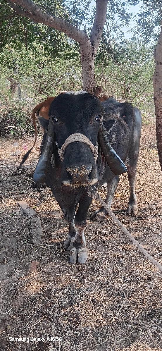 થંબનેલ 2