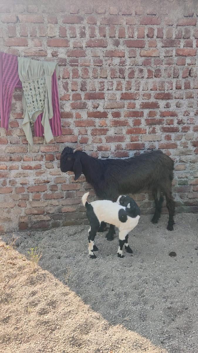 થંબનેલ 2