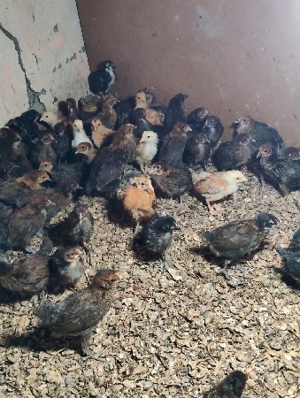 થંબનેલ 5