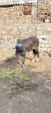 પાંચ મયના ની ઘાભની છે