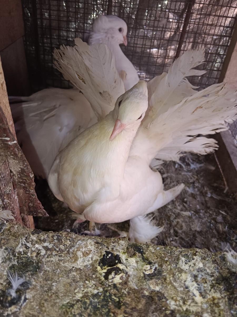 કબૂતર વેચવાના છે