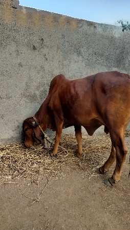 થંબનેલ 3