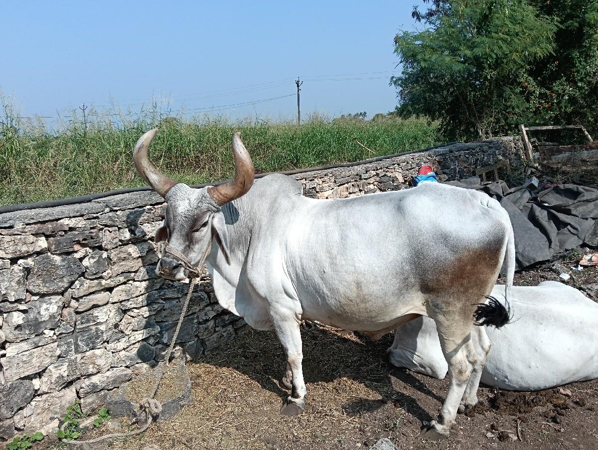 થંબનેલ 2