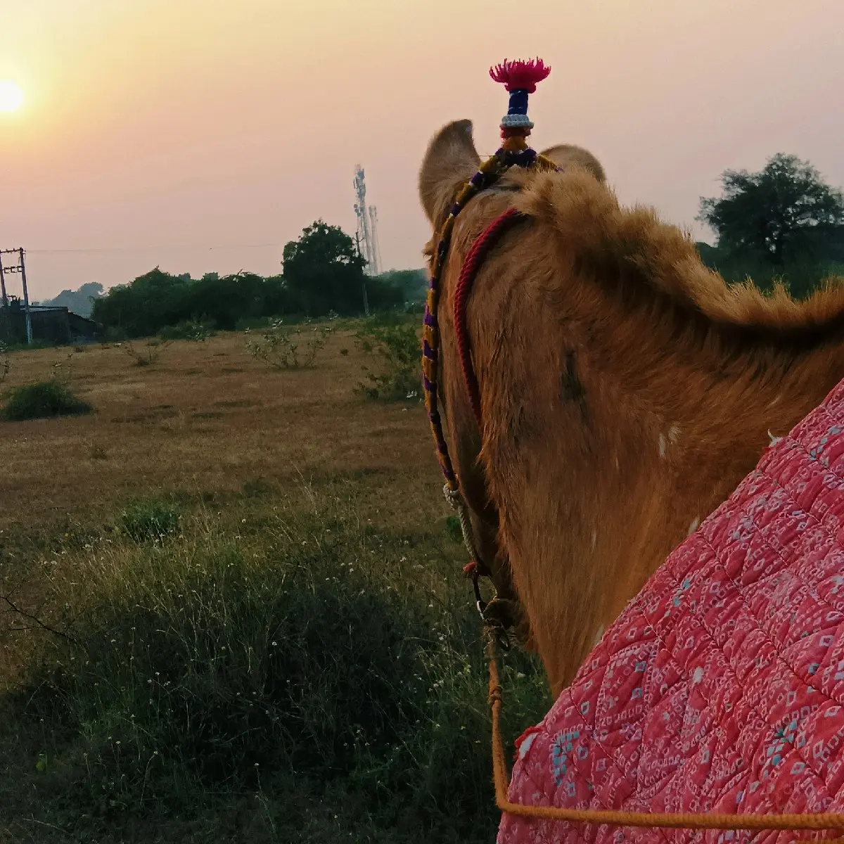 ઘોડી વેચવાની છે