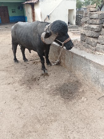 थंबनेल 3